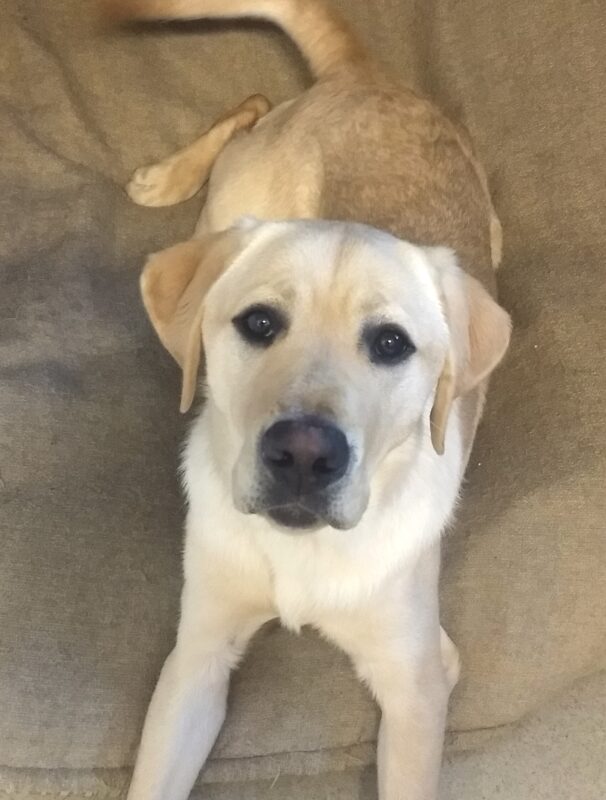 Yellow lab Turmeric laying down and gazing up at the camera