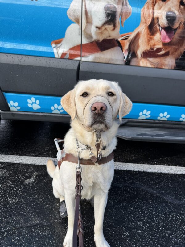 Val is sitting in harness, gentle leader, and back booties in front of a blue GDB training van. She looks directly into the camera.