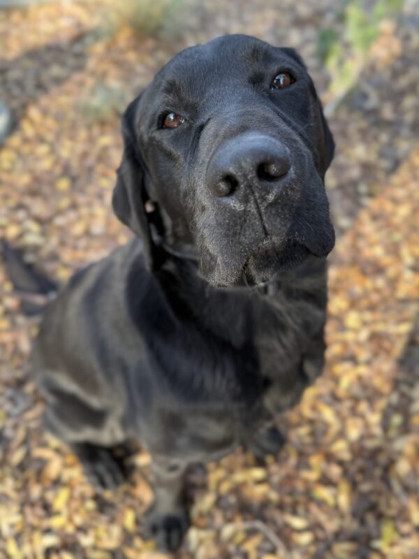 <p>Wiley sits looking up at the camera. Surrounding him on the ground are fallen yellow and brown leaves.</p>