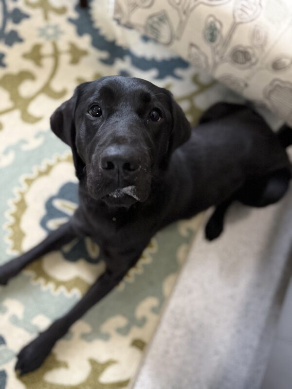 <p>Wiley lays on a blue, green and cream patterned rug looking up at the camera. He has a little smudge of drool on his top lip from the treat he just ate.</p>