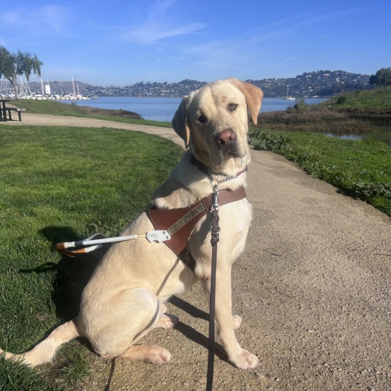 Wingman is sitting on a winding path with the San Francisco Bay behind him. He is wearing his harness and is looking at the camera with his head slightly tilted.