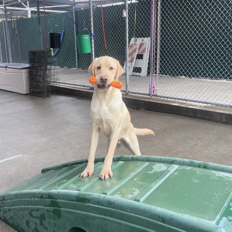 Wingman is standing in community run with his front paws up on a green play structure. He is looking at the camera and holding an orange toy in his mouth.