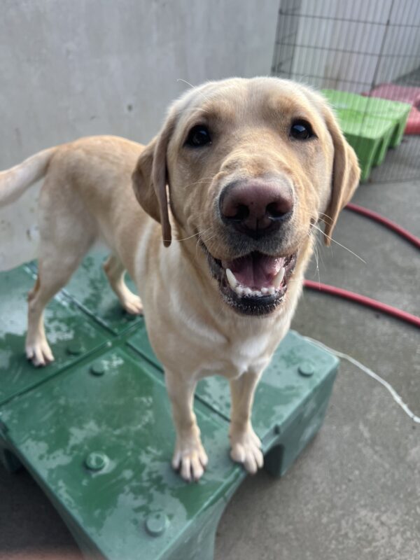 Zaida, a yellow lab, is standing on a green play structure in community run. She is wearing the biggest, happiest smile on her face.