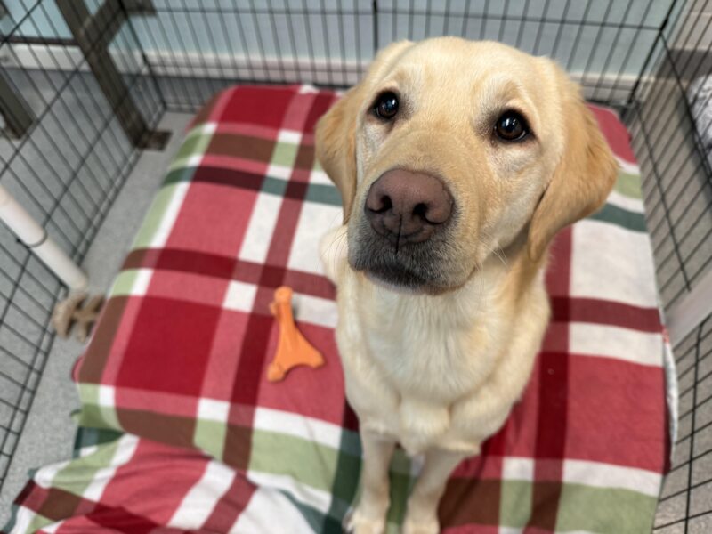 Adore, a female yellow lab/golden cross, sits on a cushy bed covered with a red, white, and green flannel blanket. An orange nylabone is waiting to be chewed on. She looks up at the camera with a smile creeping on either side of her mouth.