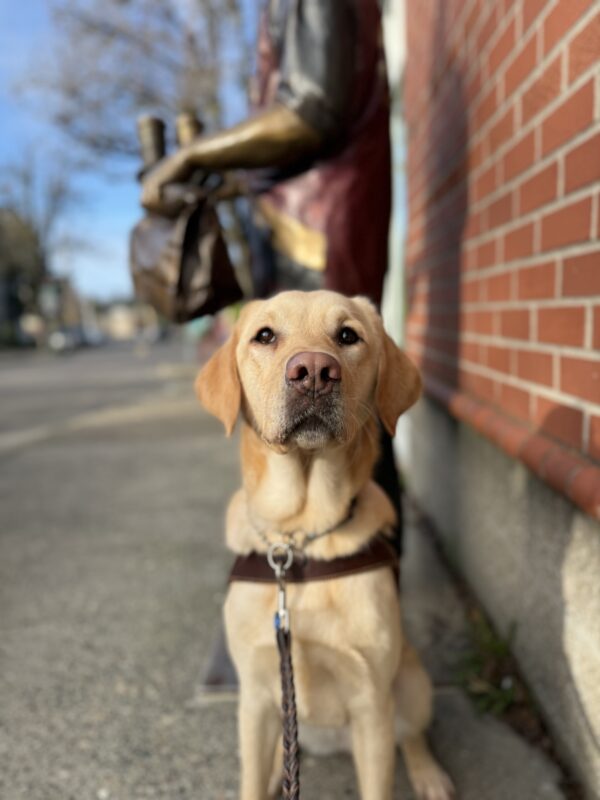 Adore, a female yellow lab/golden cross, sits in her GDB harness on a sidewalk. She holds her head up proudly, looking at the camera, with a clear blue sky out of focus behind a bronze statue of local celebrity,