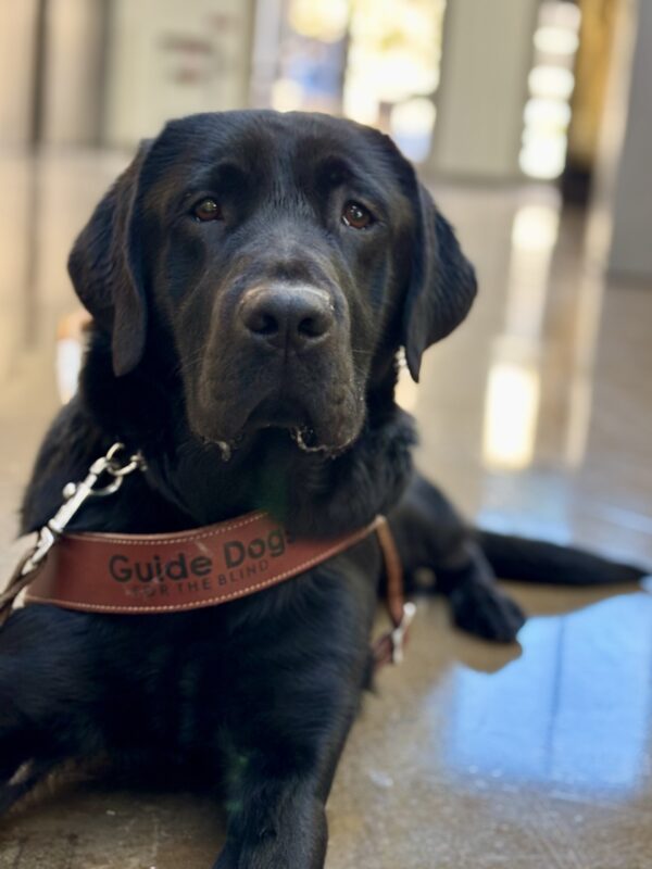 Beck lays inside a shopping center wearing his guide dog harness. He is looking directly at the camera with his sweet, soulful eyes.