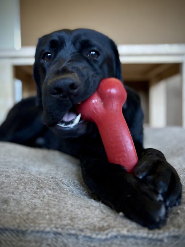 Beck lays on a comfy bed while enjoying some rest. He is looking at the camera as he chews on a red Kong toy which he is holding between his paws.