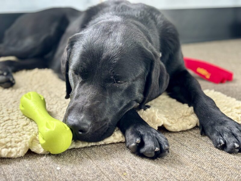 Gabby looks cozy while laying and sleeping on a fleece pad inside a carpeted room. There are toys scattered around her hinting at the play session that preceded this photo.