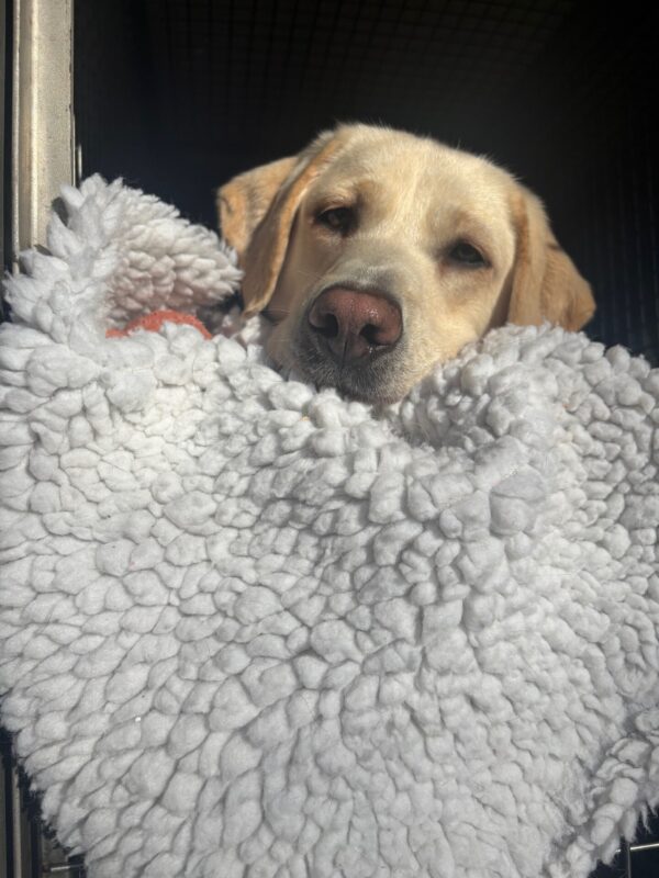 A yellow Labrador Retriever looks softly into the camera while lying in a white fleece blanket in a training van crate. Only her head peaks out of the blanket along with a red Nyla bone.
