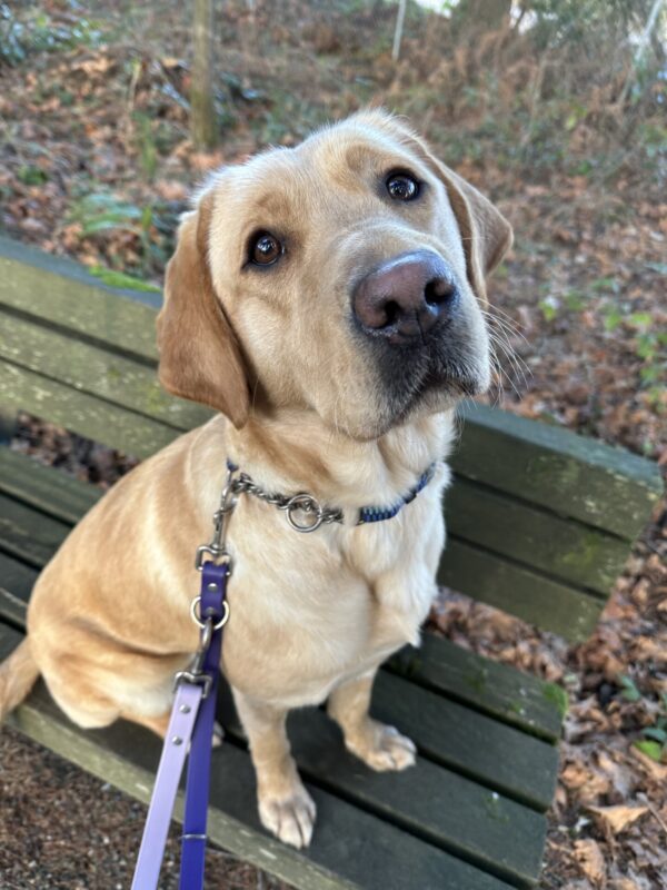 Jacinda sits on a bench at the side of an outdoor walking trail. Her head is tilted slightly to the left and her adorable brown eyes are looking just past the camera.