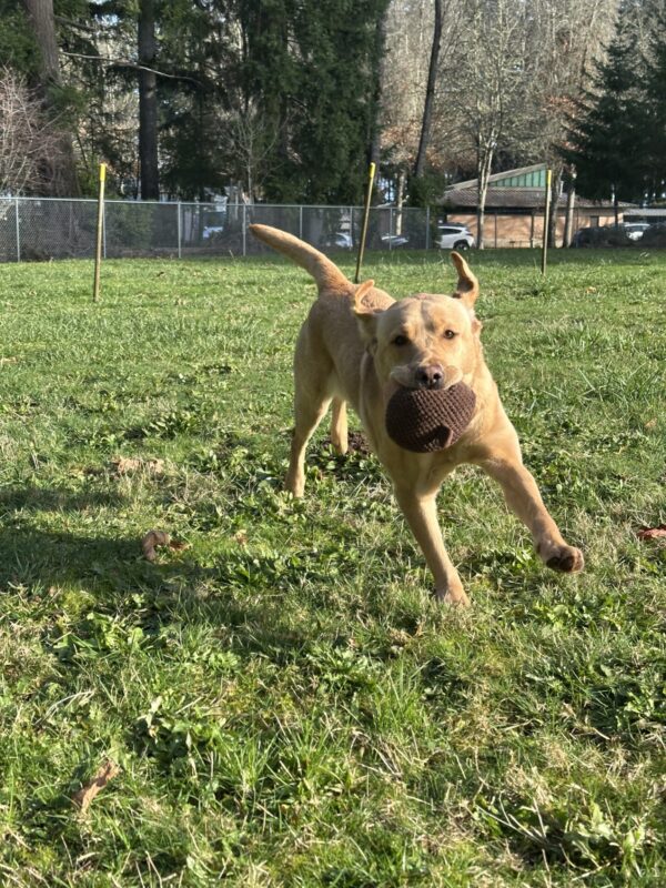 Jacinda runs through a big grassy field carrying an acorn stuffie in her mouth. Two of her feet are off the ground and her ears are flying through the air.