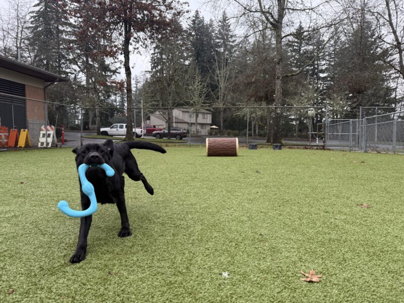 Olena, a female black lab, runs through one of our astroturf play areas. She holds a blue 'S' shaped toy and lets her ears and tail sail behind her as she runs towards the left of the camera. An obstacle course and some log-themed play structures are in the background.