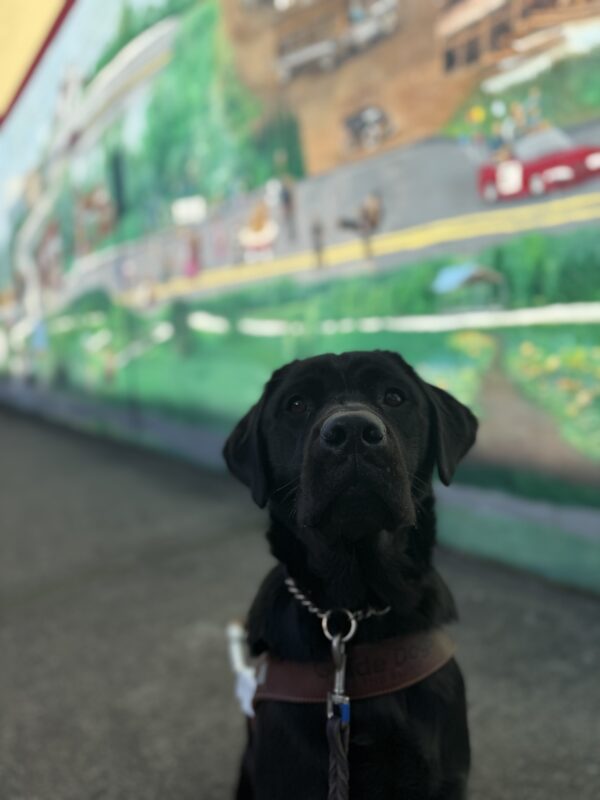 Olena, a female black lab, sits in her GDB harness on a sidewalk. She looks slightly up at the camera with a touch of sun shining on the tip of her nose. An expansive mural of the city of Gresham is out of focus in the background, mostly comprised of green foliage painted on a building wall.
