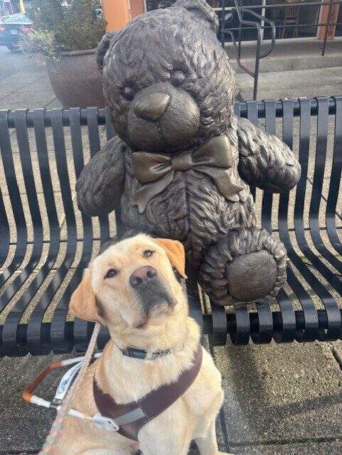 A yellow Labrador Retriever looks up at the camera with an inquisitive look on his face in harness. Behind him is a bronze statue of a teddy bear with a bow that sits on a metal bench on a sidewalk.