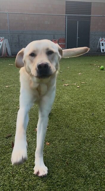 A yellow Labrador Retriever runs towards the camera with his front legs extended out. His tail is in full wag to one side and he has a happy look on his face with his ears back. Behind him is a turf field and a green ball.