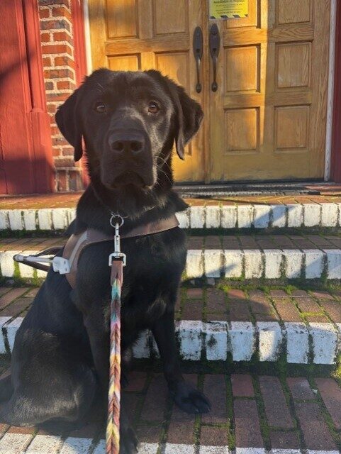 A black Labrador Retriever sits on brick stairs in harness looking into the camera. A multicolored leather leash extends toward the camera.  Behind him are more brick stairs, 2 large wooden doors, and part of a building that is red with more brick. Sunlight filters in making shadows.