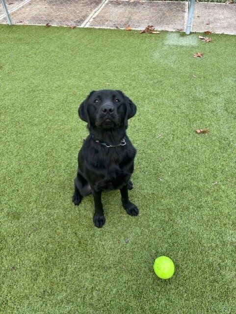 A black Labrador Retriever sits on a turf field looking up at the camera.  In front of him is a bright green ball.