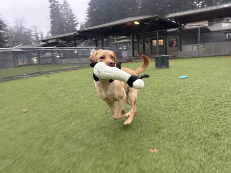 Ripley, a male yellow lab, runs across one of our astroturf play areas. He holds a white and black stuffed panda bear toy and his tail flies behind him. While he is in focus, his surroundings are blurred as the photographer runs to keep up with his exciting playtime.