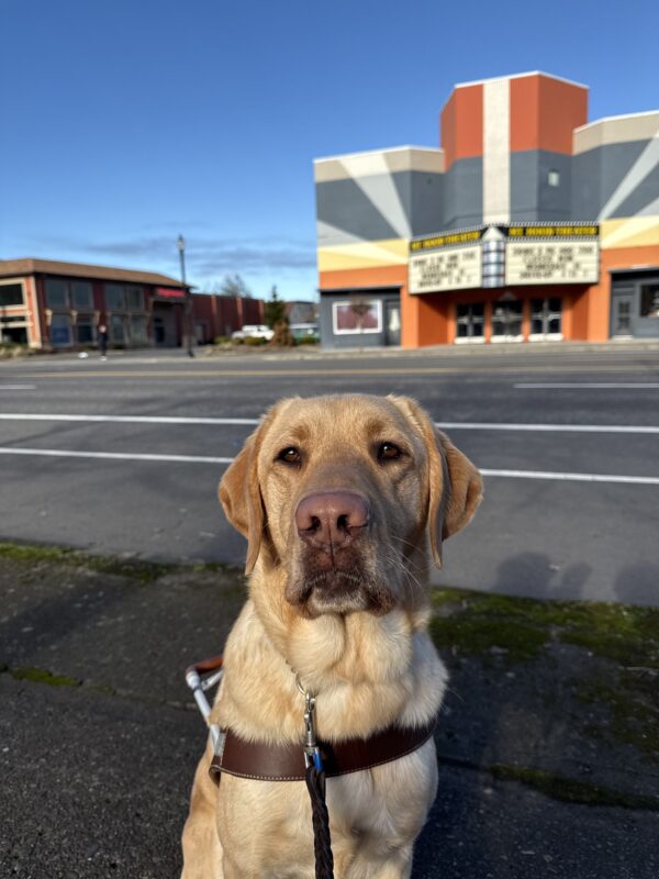 Ripley, a male yellow lab, sits in his GDB harness on a sidewalk in front of a large four-lane road. He looks at the camera with a serious expression. Out of focus in the background is an orange and gray building, Mt. Hood Movie Theater - we think he just saw