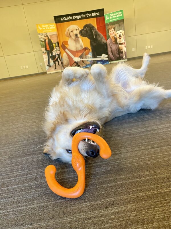 Collins playfully rolls around and poses upside down on the carpet while holding an orange S-shaped rubber toy in his open mouth. There are 3 GDB posters in the background.