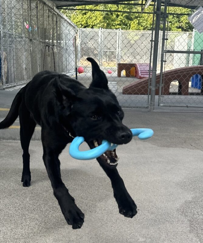 Flume is caught in a close up shot jumping through the air, ears flapped backwards, mouth wide open showing top and bottom teeth as she grabs onto a blue rubber toy.
