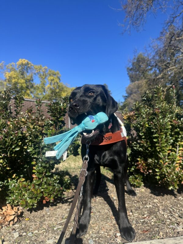 Flume is perched up above the camera, positioned in-between a couple of green bushes with a bright blue sky above. She is wearing her harness, staring directly at the lens, as she's caught mid chew on a blue soft toy she was given after a route.