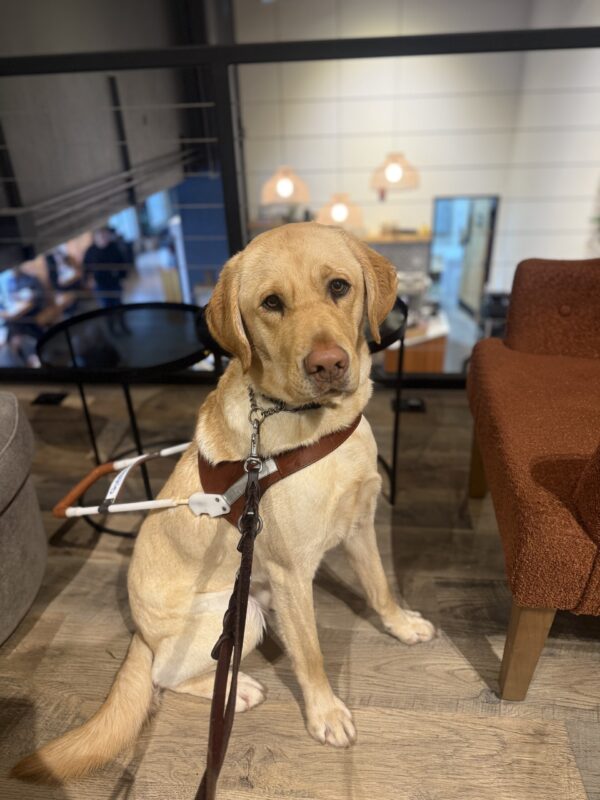 Male yellow Lab, Thumper, sits looking at the camera in a lofted area of a coffee shop. He is wearing his harness and there is a leather leash attached to his collar. There are cushioned chairs on either side of him.