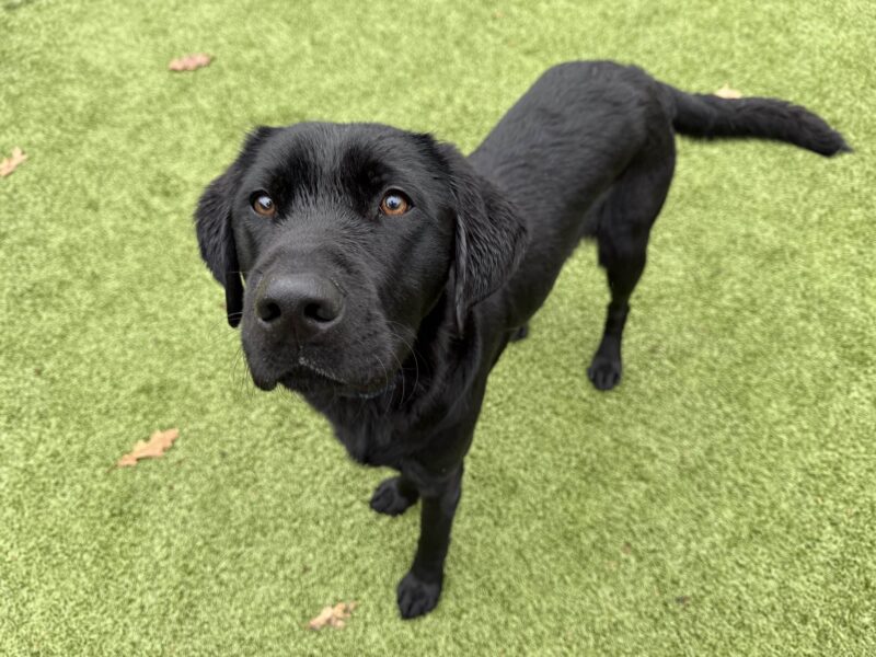 Travis, a male black lab, stands in one of our astroturf play areas. He looks up playfully at the camera and wags his tail. The green grass is lightly sprinkled with brown leaves.
