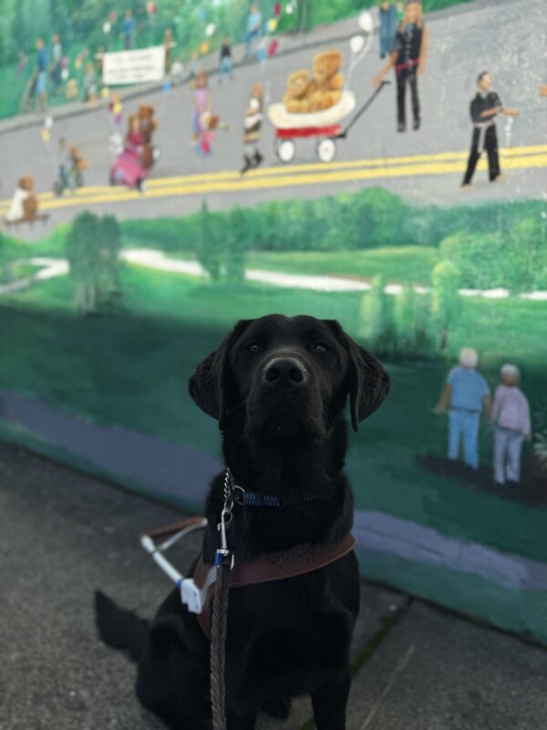 Travis, a male black lab, sits in his GDB harness on a sidewalk. He looks towards the camera with an alert expression. An expansive mural is painted on a building's wall out of focus in the background, with various recognizable details about the city of Gresham being depicted amongst a lot of greenery.