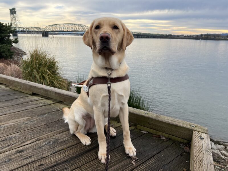 Yellow lab, Zaida, is sitting on a wooden deck at the Vancouver Waterfront. She is wearing her leather harness and looking very regal. A large river and bridge are in the background.