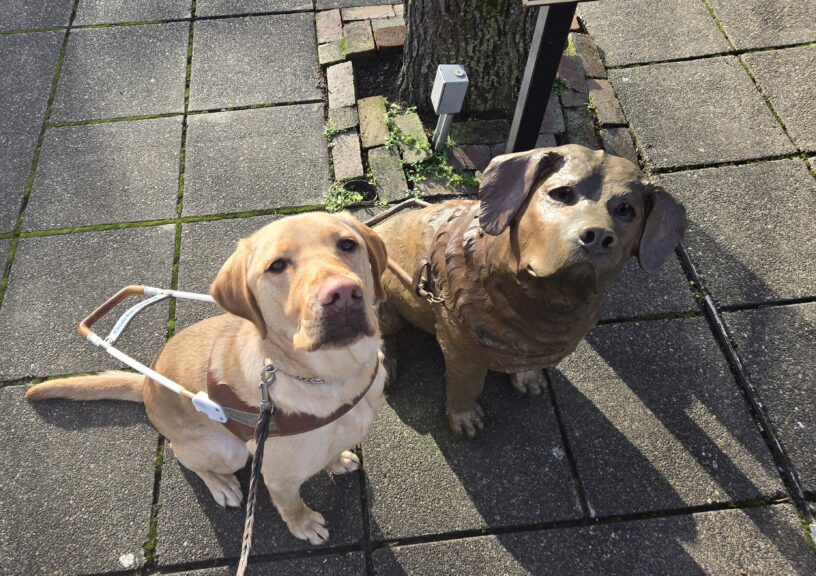 Kelvin is in Downtown Gresham. He’s wearing his guide dog harness and sitting next to the famed “Driscoll” statue (a bronze statue of a guide dog in harness).