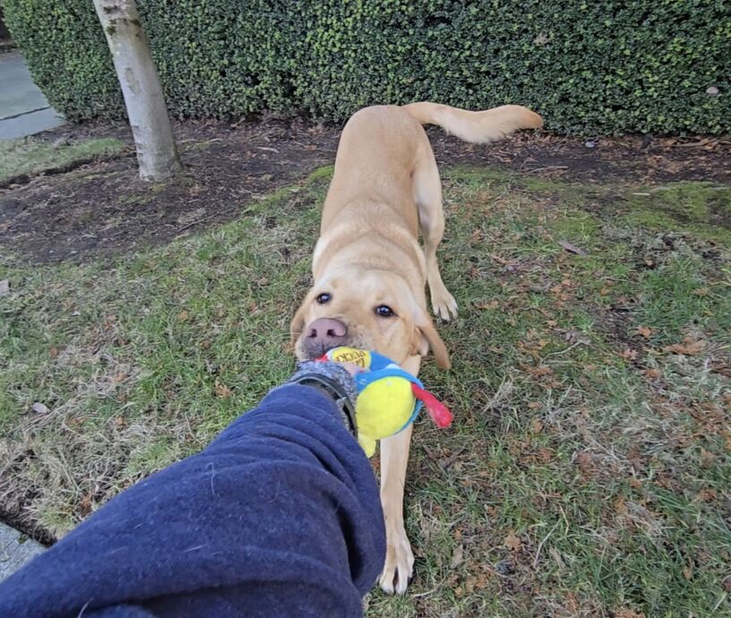 A close-up of Kelvin playing tug with his instructor.