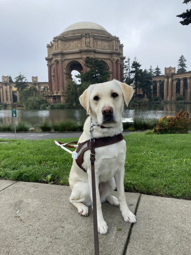 Soju is sitting on the sidewalk in front of the Palace of Fine Arts in San Francisco. She is wearing a guide dog harness and looking at the camera with her ears perked forward.