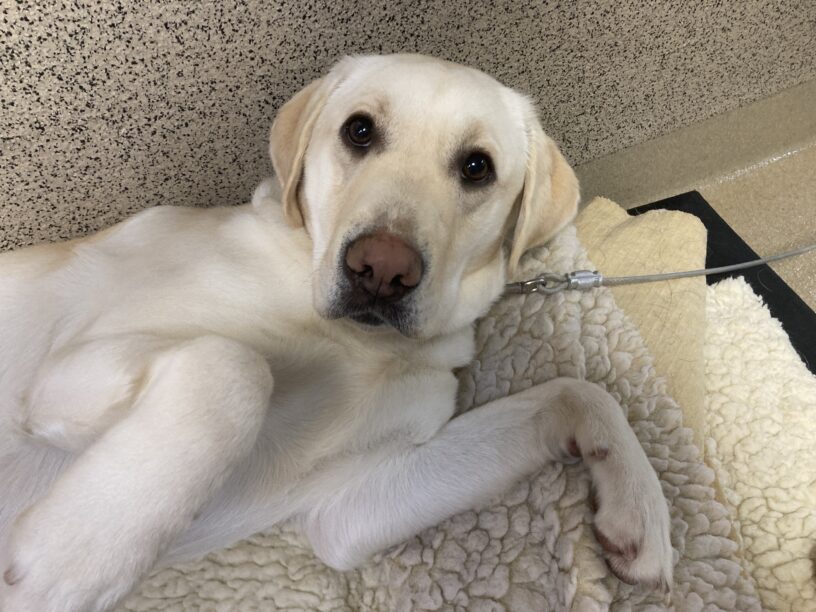 Soju is laying on a bed looking up at the camera. She is rolled onto her side with her front paws up in the air while she gets belly rubs.
