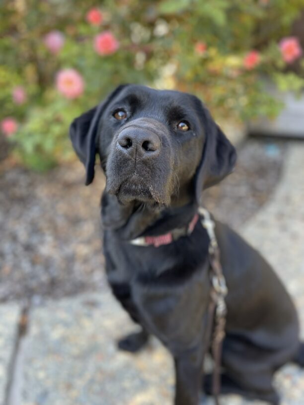 Rosa sits in front of a bush with green leaves and large pink flowers.  She is looking right into the camera with focused chocolate brown eyes.
