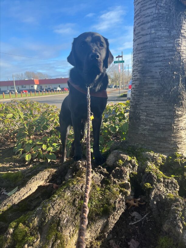 Mitch - Black Labrador male is pictured in harness facing the photographer. He is standing with his front feet on some raised and gnarly roots with a tree trunk to his left and small bushes immediately behind him. A street and buildings are visible in the distance.