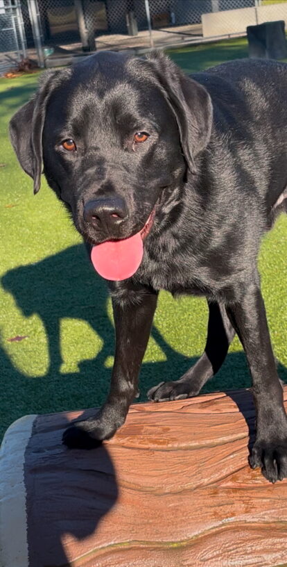 Mitch - Black Labrador male is pictured standing on an plastic faux log colored brown and tan. He is staring straight at the photographer with his mouth open in a light pant and his ears pricked forward. The background is green turf.