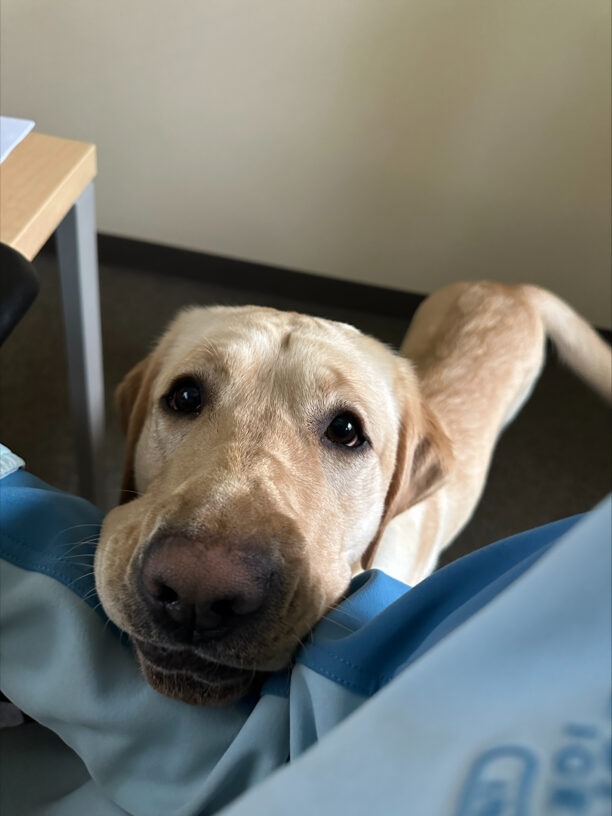 A female yellow lab named “Zena” rests her chin on her instructor’s arm who is seated. Zena is looking up at the camera with her adorable puppy eyes.