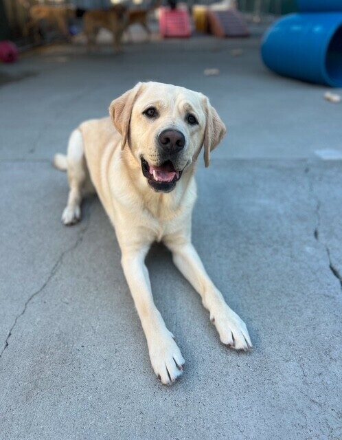 Amalfi laying down in the cement community run area on the GDB campus.