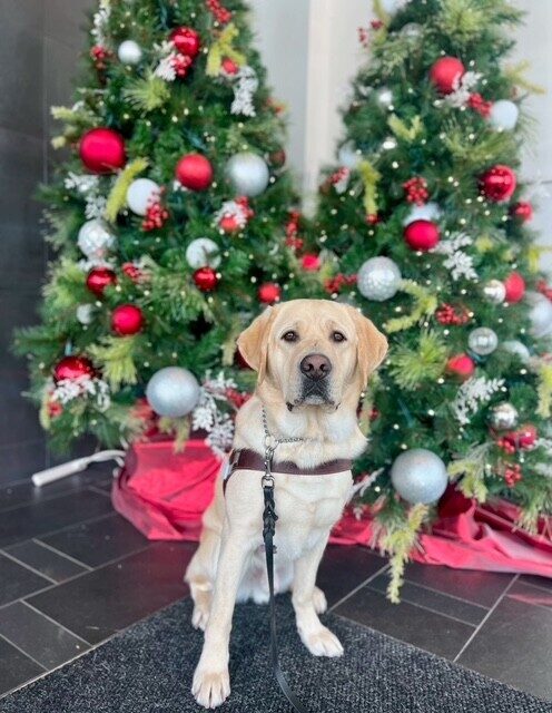 Amalfi sits in front of 2 Christmas trees with red and sliver ornaments. (I found a leftover holiday picture and couldn't resist sharing!)