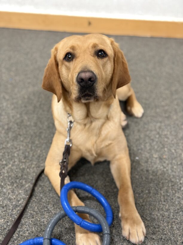 Brulee lays on a carpeted area with blue and grey tug rings laying at her feet. She just got done playing a game of tug with her handler but is attentively looking at the camera while her picture is taken.
