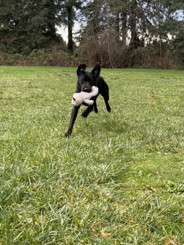 Canela zooms through a big grassy field carrying a stuffed bear in her mouth. Three of her feet are in the air and her ears are flying upwards while she runs.