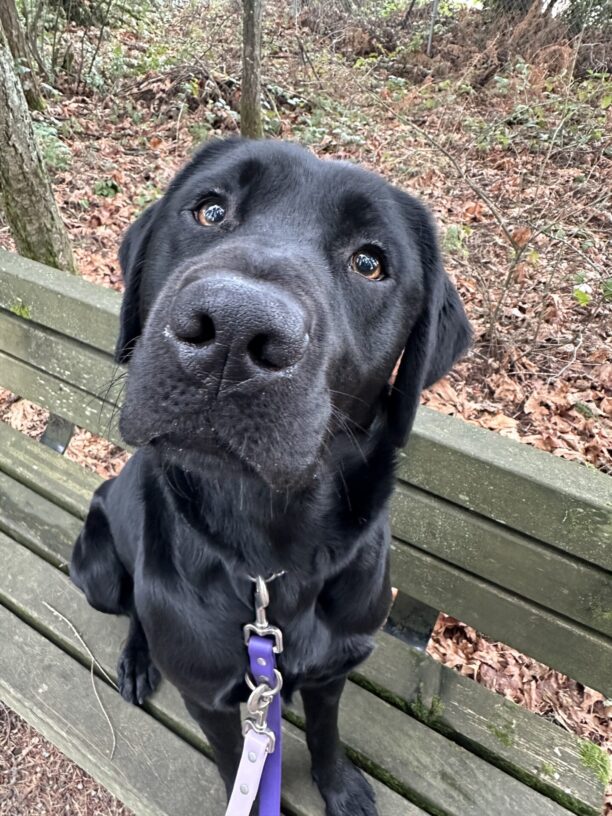 Canela sits on a bench along an outside trail. Her head is tiled slightly to the side and her adorable brown eyes are looking at the camera.