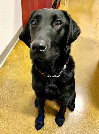 Black lab Gildy is sitting up facing the camera.
