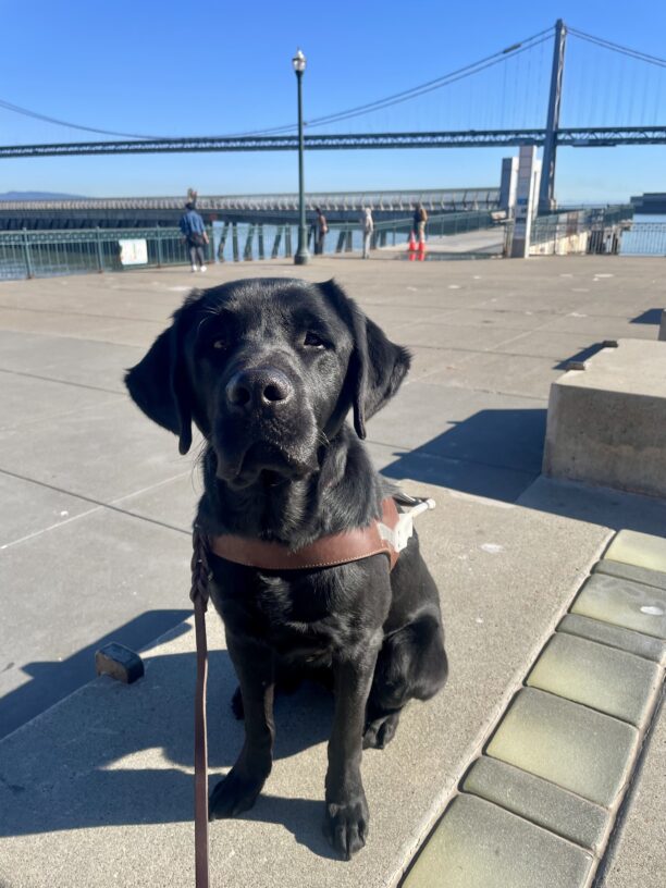 Reeves sits on a cement wall in harness and is gazing handsomely at the camera. The San Francisco bay, blue sky, and bay bridge are in the background.