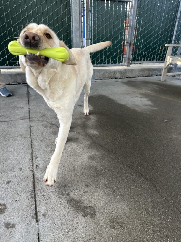 Rollo is happily prancing over to the camera, holding onto a neon green rubber toy in one of the group play area.