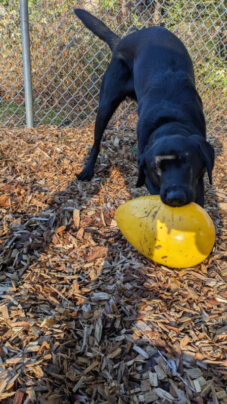 Kazoo, black lab, plays with a large yellow egg toy in a fenced in, bark chip play area. He has his hind end up in the air, tail wagging behind him and his head and shoulders down low with his mouth around the large toy.