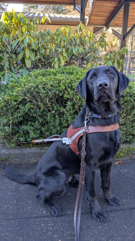Kazoo, black lab, sits in his harness looking directly at the camera. Behind him is green vegetation.