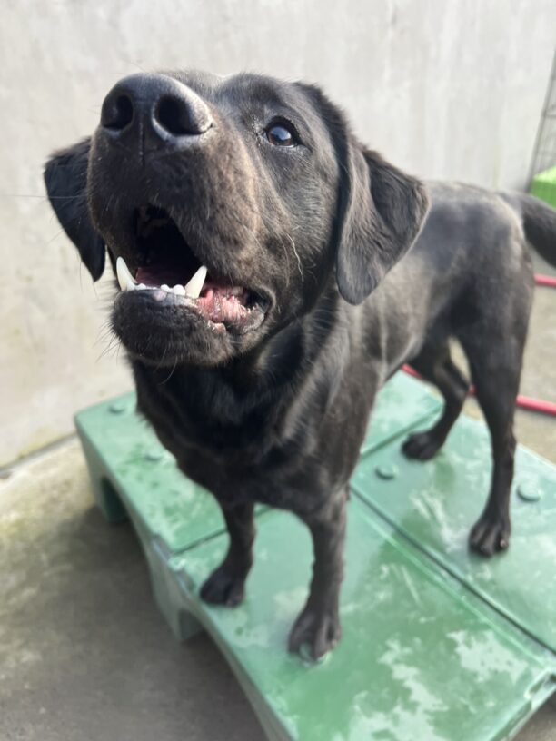 Black lab, Keaton, is standing on a green play structure in community run. She is looking towards her handler with a big smile on her face.