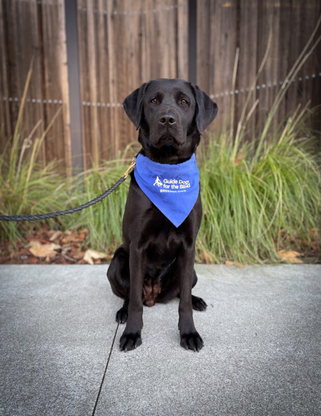 Black lab Kenza is sitting on the sidewalk in front of a wooden fence and green plants. She is wearing a blue breeder scarf and looking into the camera.